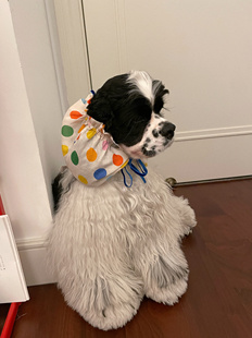 ero狗狗耳套长毛狗头套中小型犬通风耳套吃饭防脏美卡查理王可卡