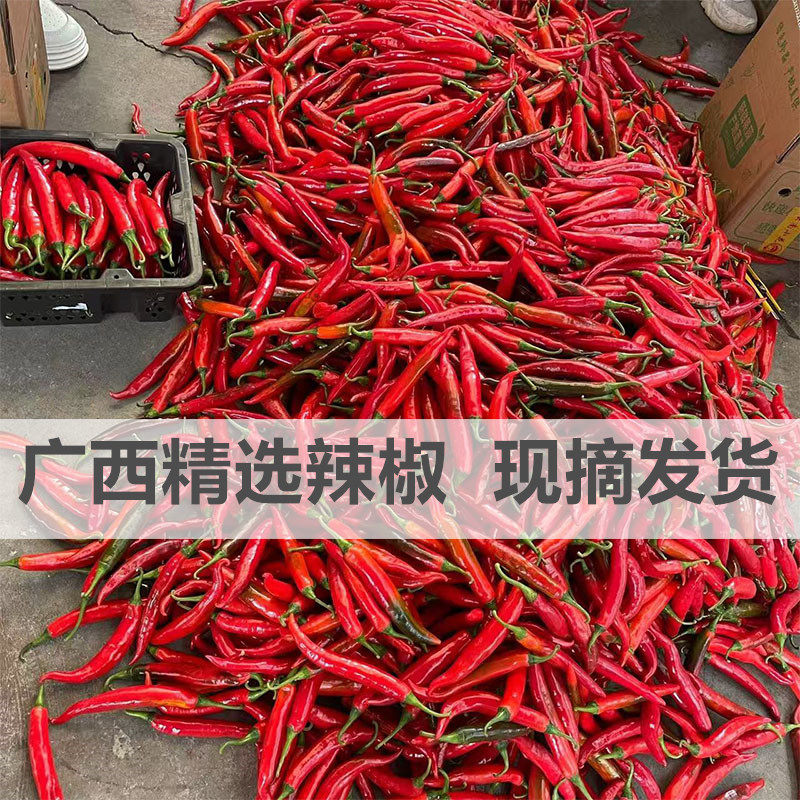 广西现摘精选新鲜小米辣椒