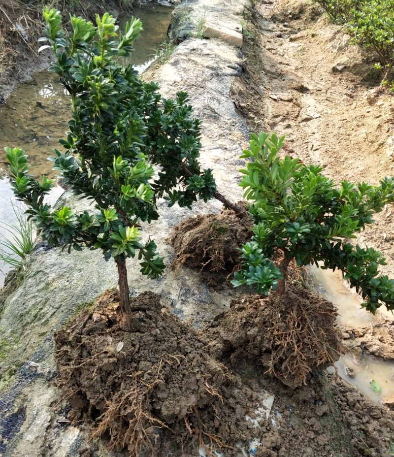 黑珍珠小米叶庭院种植罗汉松树苗