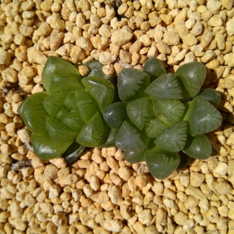 多肉植物草玉露姬玉露冰灯玉露黑姬玉露办公室阳台盆栽一棵包邮