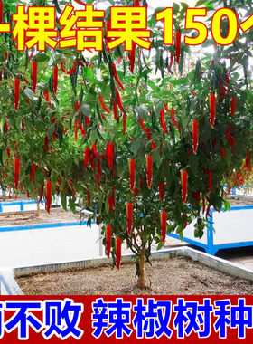 辣椒树种子树形辣椒树形蔬菜种子多年生蔬菜种子庭院盆栽辣椒种子