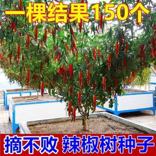 辣椒树种子树形辣椒树形蔬菜种子多年生蔬菜种子庭院盆栽辣椒种子