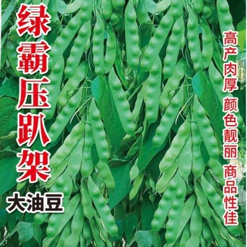 绿霸油豆王油豆角种子压趴架油豆角籽搭架无筋无柴农家菜园蔬菜籽