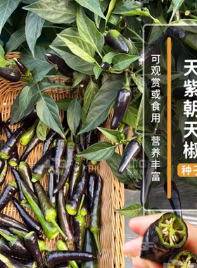 紫色朝天椒种子黑美人辣椒小米椒泡椒紫辣椒种籽阳台盆栽蔬菜种子