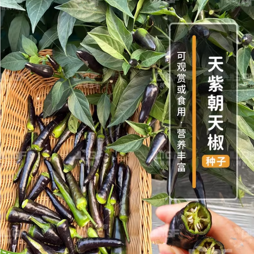 紫色朝天椒种子黑美人辣椒小米椒泡椒紫辣椒种籽阳台盆栽蔬菜种子