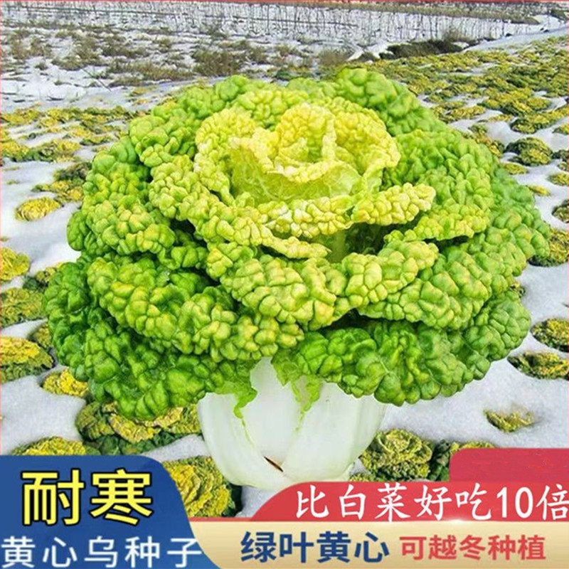 黄心乌塌菜种子苗耐寒黄心菜种籽菊花心菜籽种易种黄金乌蔬菜种子