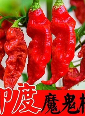 印度魔鬼椒种子特辣超级辣魔鬼辣椒种子菜园阳台种植辣椒籽四季蔬