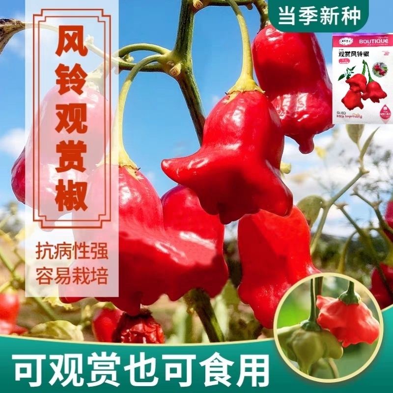 辣椒种子元宝椒风铃辣椒种子老品种高产朝天椒小米椒尖椒泡椒种子