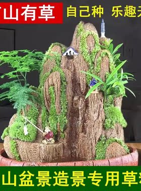 上水石花草吸水石盆景植物树微景观假山上种的造景草籽珍珠草种子