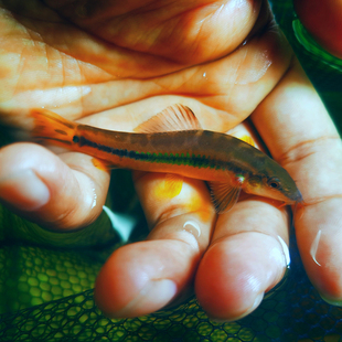 美丽小条鳅原生淡水观赏鱼除藻底栖鱼饲料清理冷水工具鱼好养耐活
