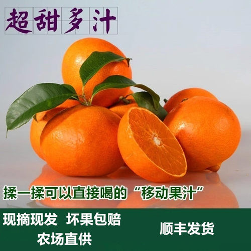 现摘柑橘红美人新鲜水果蜜桔