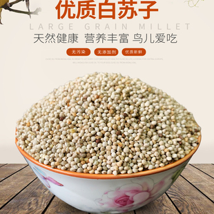 新鲜白苏子鸟食鸟粮大颗粒软壳苏籽虎皮鹦鹉玉鸟芙蓉鸟金丝雀饲料