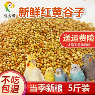 2025年黄谷子 红谷子/带壳小米/1:1混合粟谷鹦鹉 鸟粮鸟食新谷子