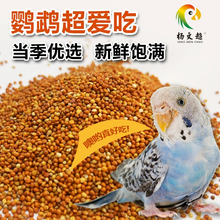优质带壳红谷子 增亮毛色饱满鸟食鸟粮虎皮鹦鹉珍珠全国一件包邮