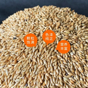 鹦鹉鸟食 包邮 油尖粟 草庐籽鸟粮 白尖粟 新货进口加纳利子