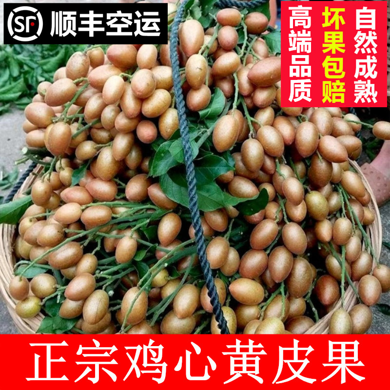 新鲜黄皮果鸡心贵妃黄皮当应季水果现摘现发广东水果高端