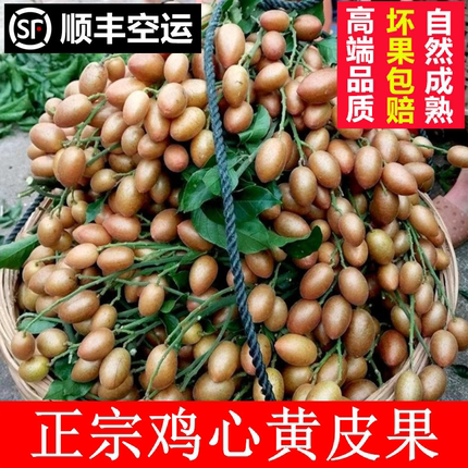 新鲜黄皮果鸡心贵妃黄皮当应季水果现摘现发广东水果高端顺丰