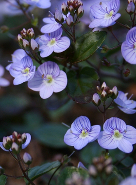 平卧婆婆纳 沃特佩里蓝''Waterperry Blue 春季开花耐寒地被花卉