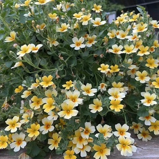 小园丁的夏日时光 雨地花 黄色 好养花期长庭院阳台盆栽植物