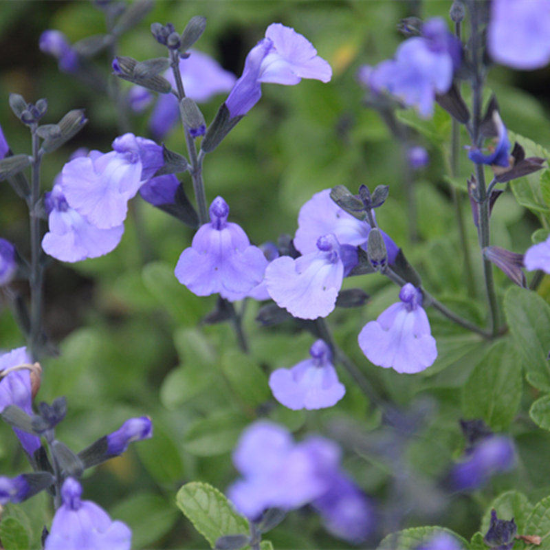 小园丁的夏日时光 冰蓝鼠尾草 耐热好养多年生庭院花园植物盆栽苗