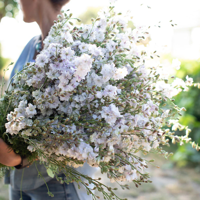 小园丁的夏日时光 小花飞燕草 烟熏眼 复古色 阳台花园植物盆栽苗