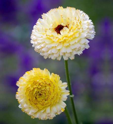 小园丁的夏日时光 金盏菊 白雪公主好养阳台盆栽花卉花园切花植物
