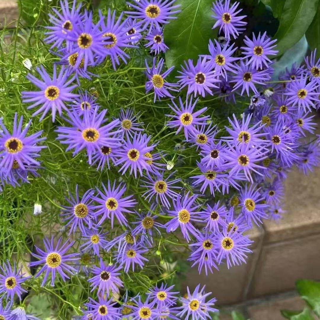 小园丁的夏日时光 天鹅河雏菊 阳台盆栽花期长花园春季开花植物