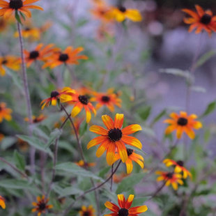 Glow 宿根小花 Prairie 草原之光 耐热庭院花园植物盆栽苗 金光菊