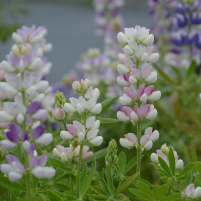 有香味无需春化的小花羽扇豆