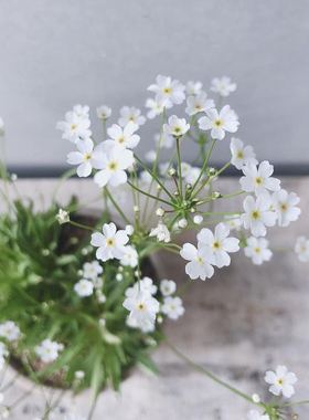 小园丁的夏日时光 日本大花 点地梅 星尘 趣味耐寒阳台盆栽植物