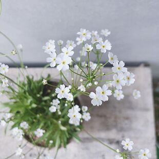 小园丁的夏日时光 日本大花 点地梅 星尘 趣味耐寒阳台盆栽植物