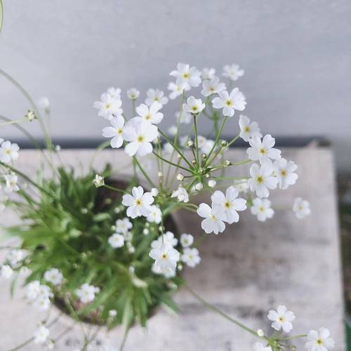 大花点地梅好养可爱阳台盆栽植物
