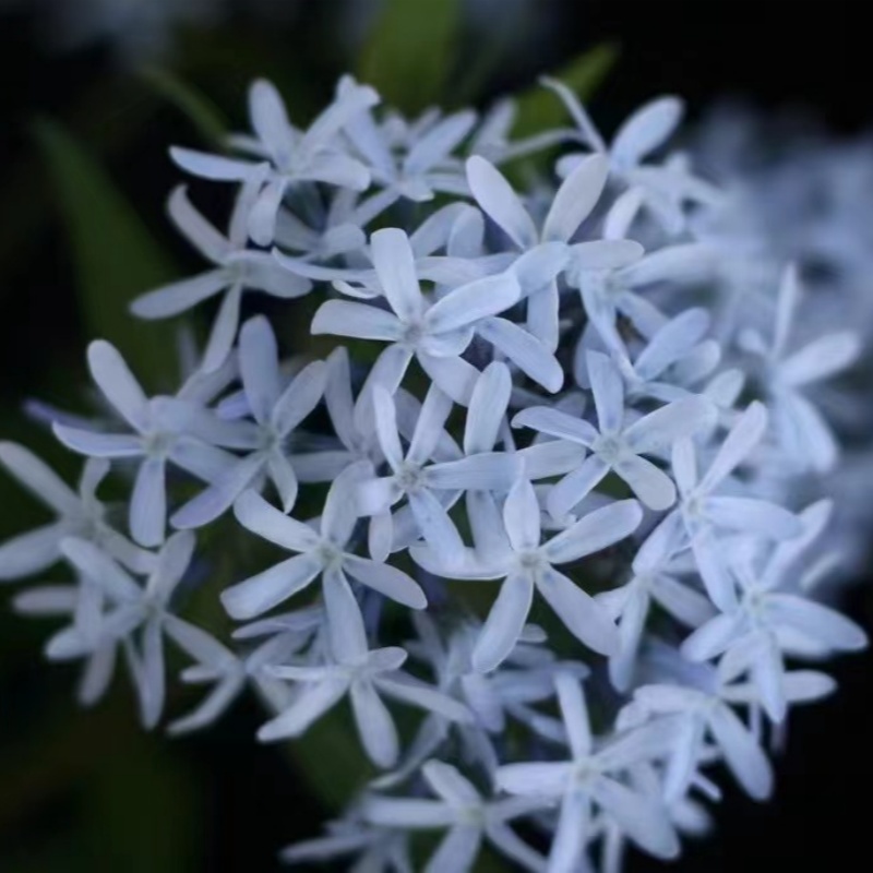 蓝星好养春季水甘草耐寒花园植物
