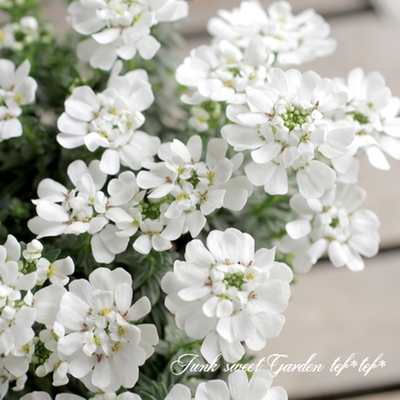 小园丁的夏日时光 常绿屈曲花 耐寒好养阳台盆栽花卉庭院花园植物