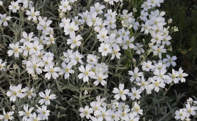 夏雪草匍匐地被耐热耐寒丰花易养