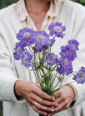 小园丁的夏日时光 高加索 蓝盆花 蓝色 耐寒阳台盆栽花卉花园植物