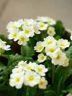 小园丁的夏日时光 高杆报春 清音白色黄色 阳台好养开花盆栽植物