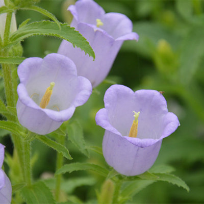 切花风铃草淡紫色好养盆栽花卉
