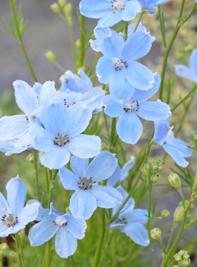 小园丁的夏日时光 小花飞燕草 蓝色 粉色 阳台盆栽花卉花园植物