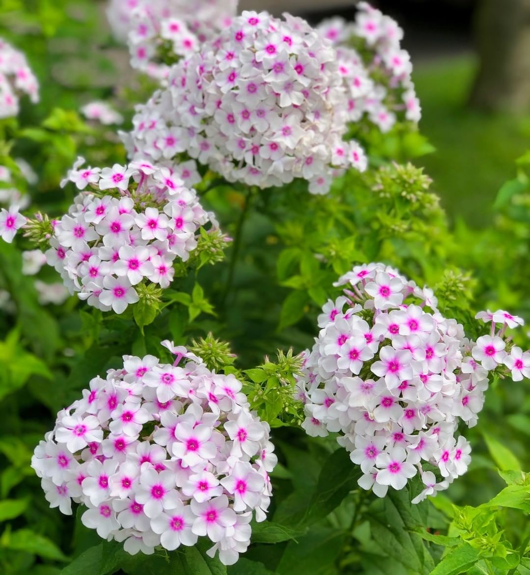 宿根多年生夏季耐热花期长