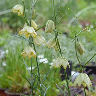 小园丁的夏日时光 浙贝母 好养庭院花园球根植物盆栽苗