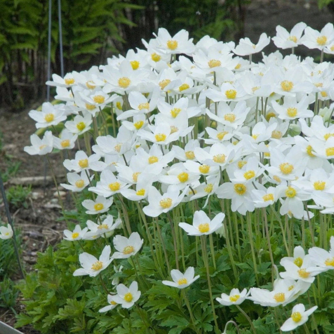 小园丁的夏日时光春牡丹大花银莲花耐寒多年生宿根植物春秋开花