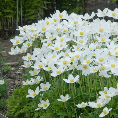 小园丁的夏日时光 春牡丹 大花银莲花耐寒多年生宿根植物春秋开花