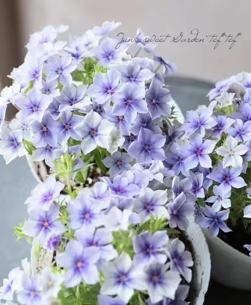 小园丁的夏日时光 福禄考 爱诗淡蓝色 好养春季开花阳台盆栽植物,鲜花速递/花卉仿真/绿植园艺,时令草本花卉,淘宝优惠券,粉丝福利购,淘宝优惠卷