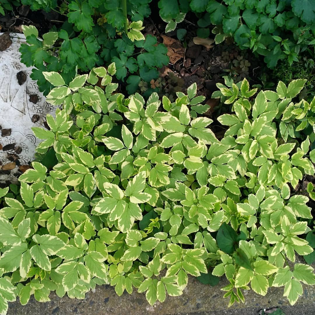 小园丁的夏日时光 花叶羊角芹 耐寒阳台盆栽观叶植物阴生花园花卉