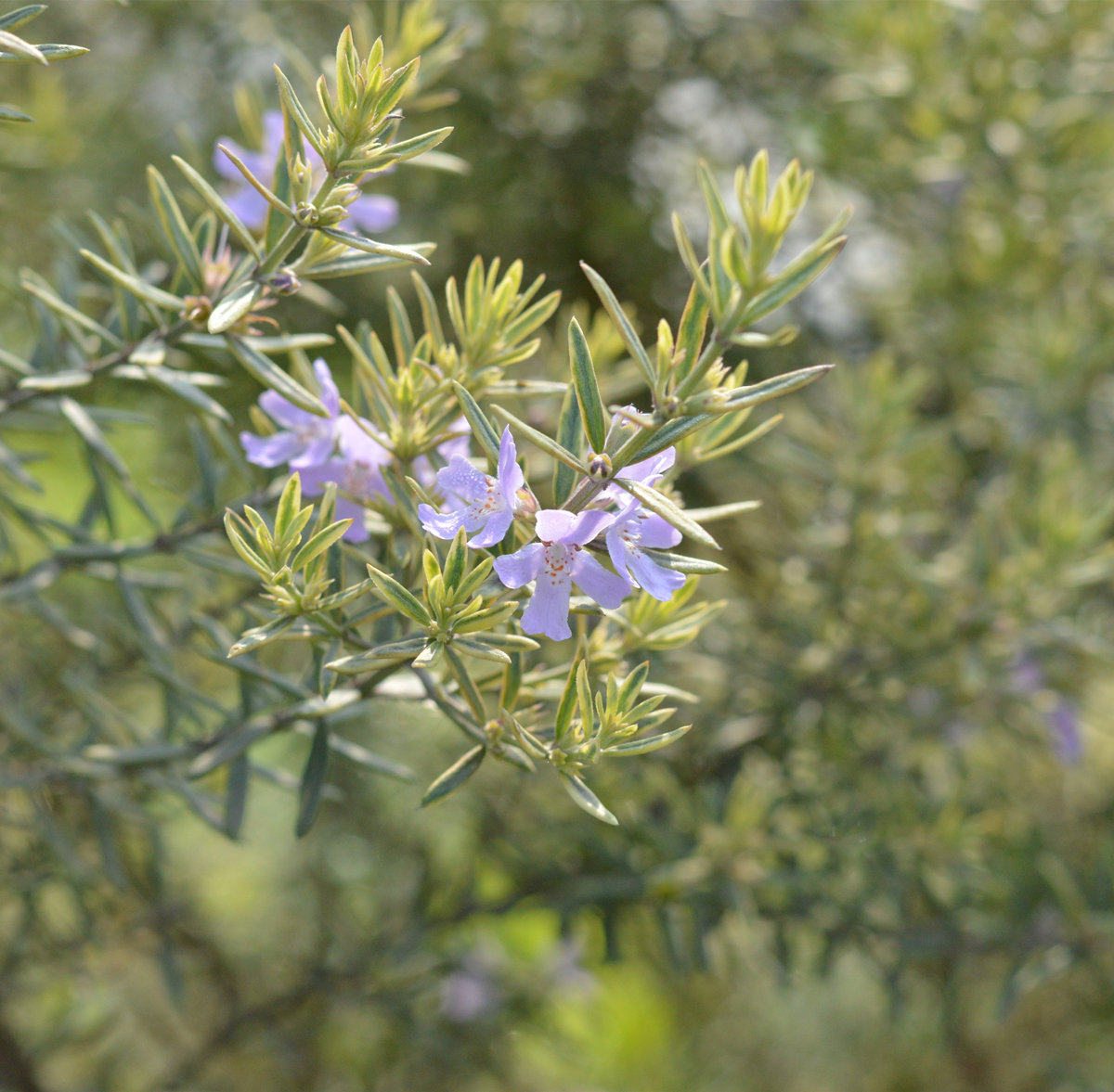 小园丁的夏日时光 澳大利亚迷迭香 庭院常绿灌木花园观叶植物盆栽