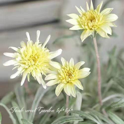 小园丁的夏日时光 银叶勋章菊柠檬扭扭 好养阳台观叶观花植物盆栽,鲜花速递/花卉仿真/绿植园艺,时令草本花卉,淘宝优惠券,粉丝福利购,淘宝优惠卷