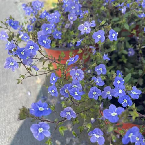 小园丁的夏日时光 匍匐婆婆纳 乔治亚蓝花园地被植物阳台盆栽花卉