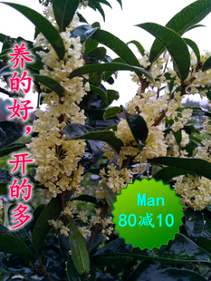 成都佛顶珠四季桂花苗月月桂日香桂天香台阁四季开花丹桂金桂盆栽