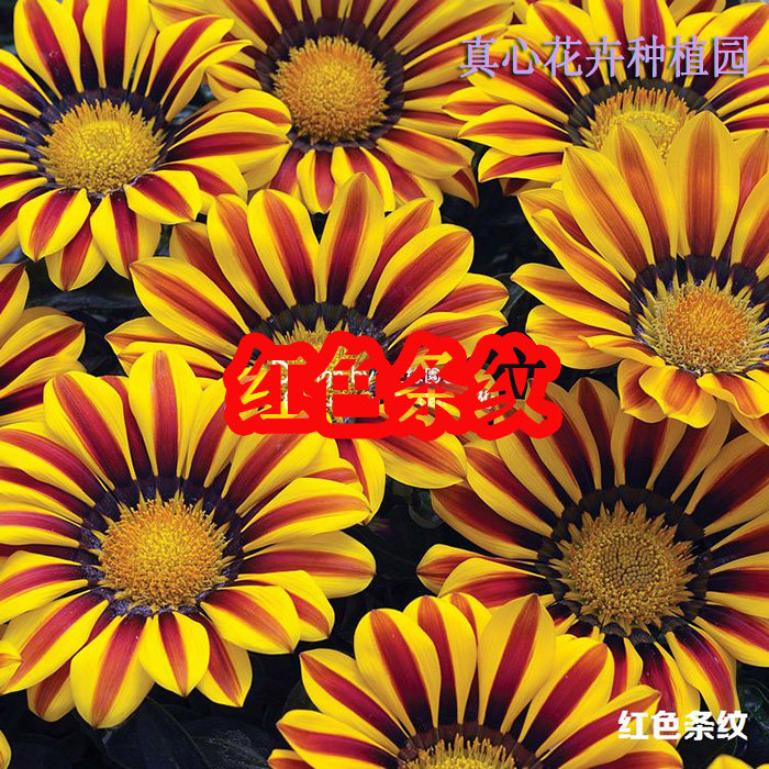 进口四季开花多年生营养钵勋章菊图片
